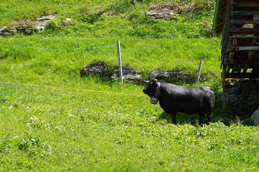 The Great Alpine Climb: Following Swiss Cows into the Mountains